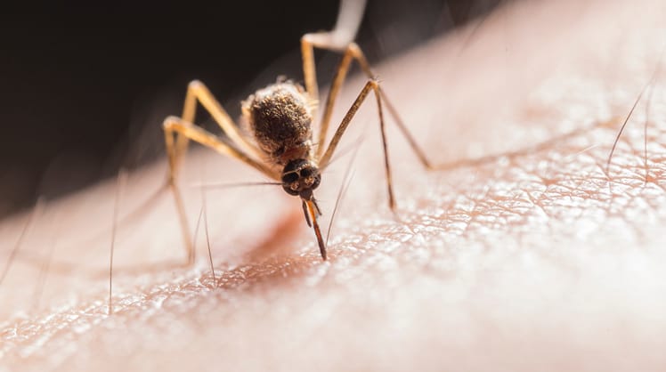 Fettsäuren auf der Haut ziehen Mücken an. © Pexels/Jimmy Chan