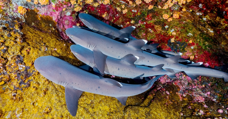 Haie im Revillagigedo-Nationalpark