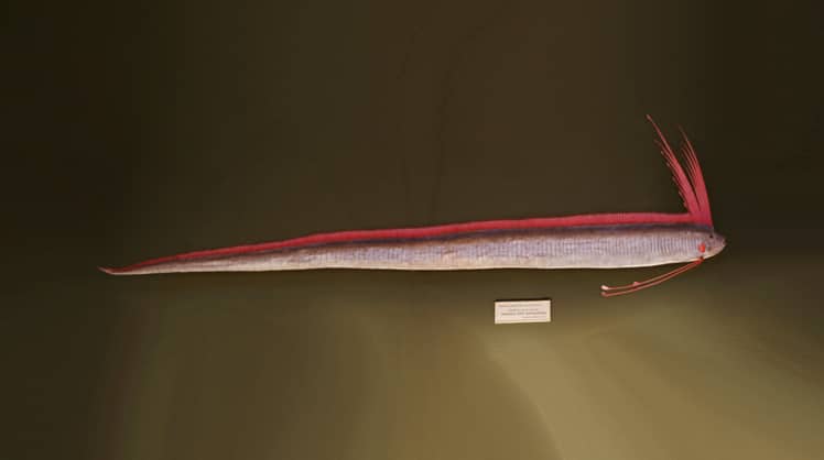 Diese Lebendrekonstruktion eines Riemenfisches – oder Regalecus glesne, wie die wissenschaftlich korrekte Bezeichnung ist – gibt es im Naturhistorischen Museum Wien zu bewundern. © Sandstein/CC BY 3.0