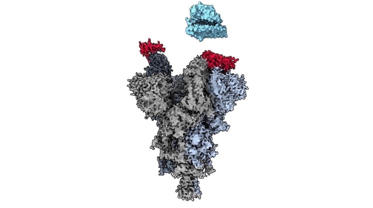 Das Antikörperfragment VH Ab6 (rot) blockiert das Epitop und verhindert damit, dass das Virus an menschliche Zellen andocken kann. © Dr. Sriram Subramaniam/UBC