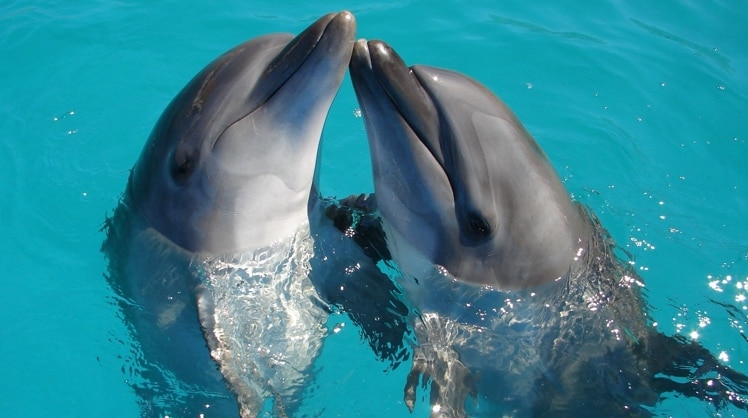 Die neue Technik wurde Delfinen nachempfunden und könnte zahlreiche Vorteile bringen. © Louan García/Unsplash