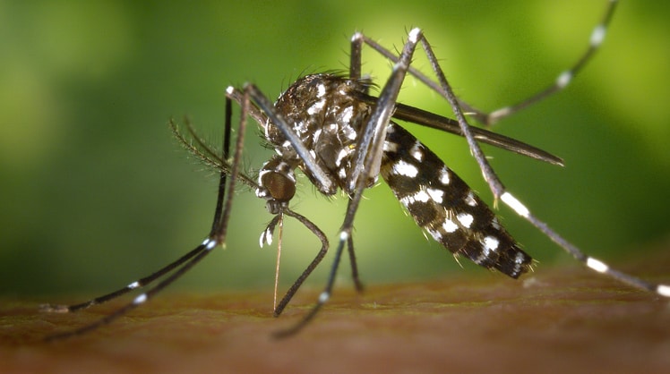 Die asiatische Tigermücke kann Krankheiten wie das West-Nil-Virus, das Gelbfiebervirusoder das Dengue-Fieber übertragen. © Pexels/Pixabay
