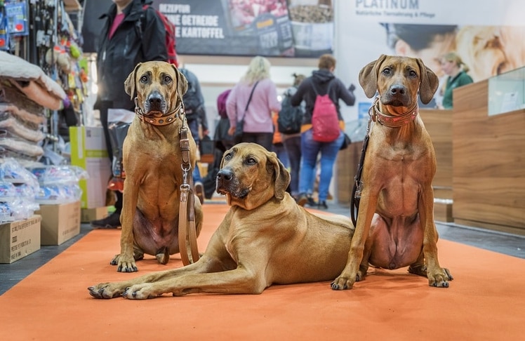 DOGLIVE: Vorverkaufstart zum Welthundetag.
Foto Carsten Pöhler