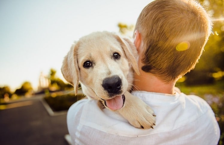 Hundesteuereinnahmen 2022 markieren neuen Höchststand.
Bild von 8777334 auf Pixabay