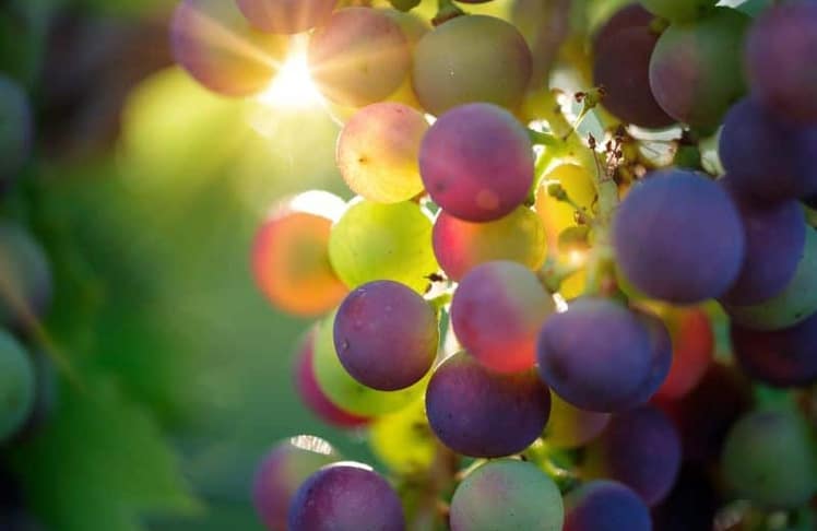 Weinwelt im Wandel: Historisch niedrige Produktion von 244,1 Mio. Hektolitern in 2023. Bildquelle: Pixabay/Bru-nO