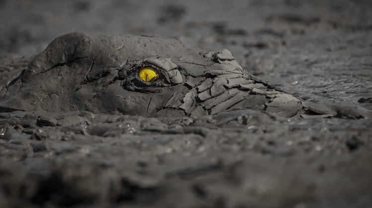 Das Siegerbild "Danger in the mud" des deutschen Fotografen Jens Cullmann. © Jens Cullmann