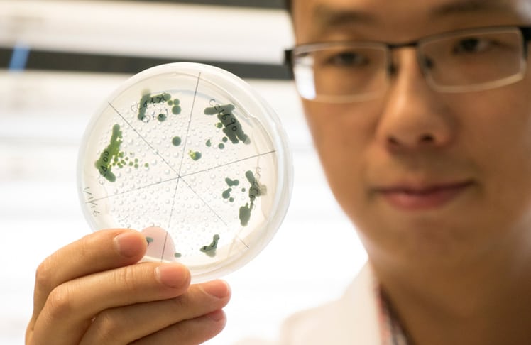 Algenforscher Yantao Li begutachtet eine Laborzüchtung. © University of Maryland Center for Environmental Science/Cheryl Nemazie
