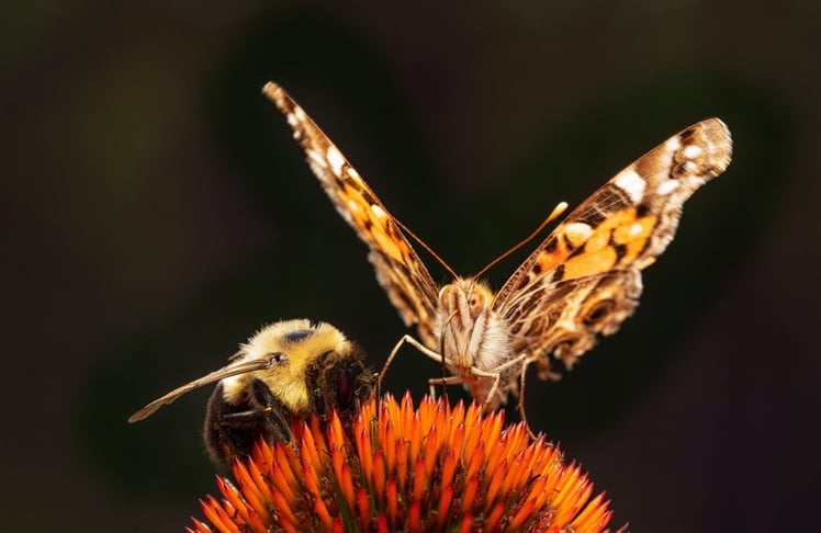 Fühlen sich am Land wohler: Bienen und Schmetterlinge. © Pexels/Skyler Ewing