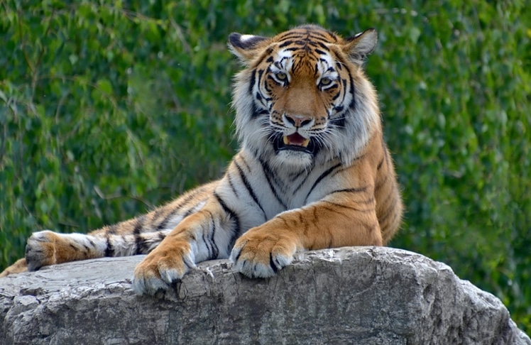 Der Tiger, die größte Raubkatze der Welt, ist vom Aussterben bedroht. © Pexels/Jiri Mikolas