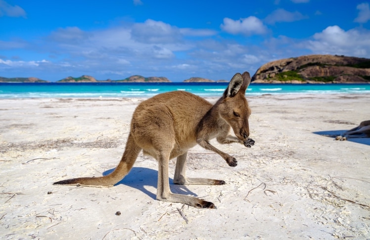 Auch Kängurus finden den Strand Lucky-Bay im Cape Le Grand-Nationalpark in Australien großartig. © Tourism Western Australia