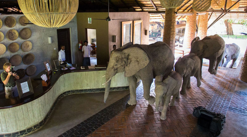 Mfuwe Lodge: South Luangwa National Park, Zambia,