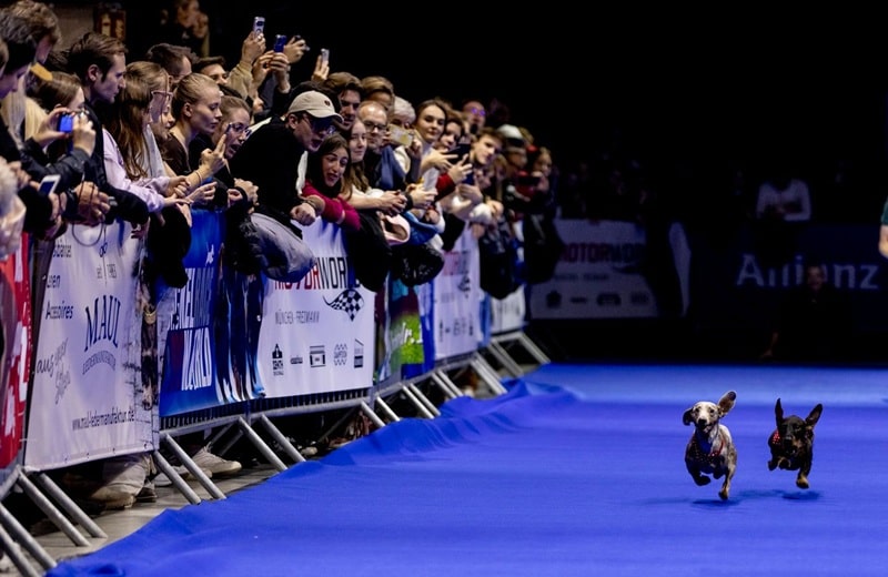 Auf der Dackelmeile zählt jedes Sekundenbruchteil (Bild: @forstermartin_foto)