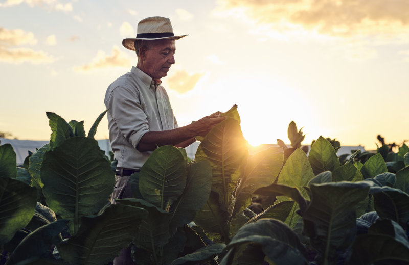 Davidoff_03_C_Oettinger-Davidoff-AG_2025