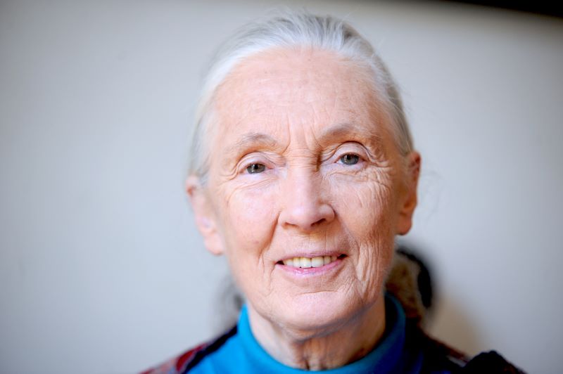 Primatenforscherin Jane Goodall wurde durch ihre Expeditionen zu Schimpansen im Gombe-Nationalpark weltweit bekannt und gilt als eine der einflussreichsten Frauen in der Geschichte moderner Forschungsreisen. © Nicolas Richoffer/Wikimedia