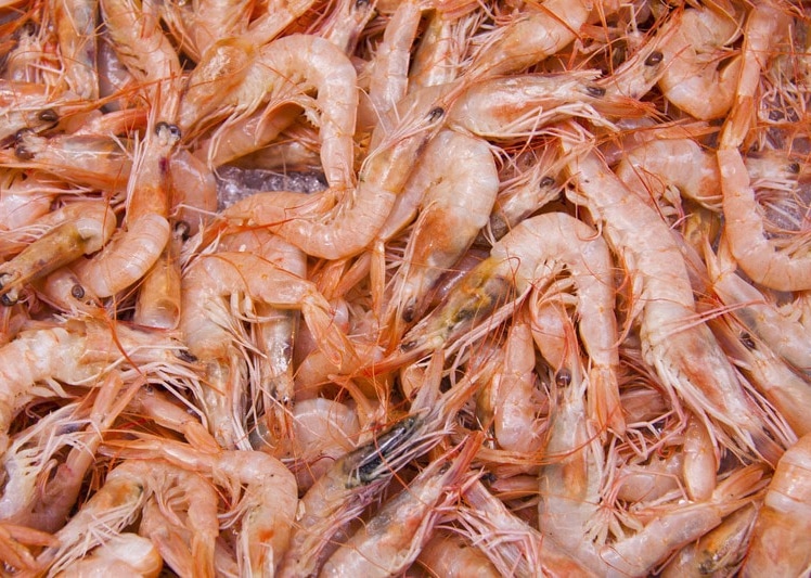 Bravo, Aldi! Wie der Discounter mit neuen Tierwohl-Standards die Branche vor sich hertreibt