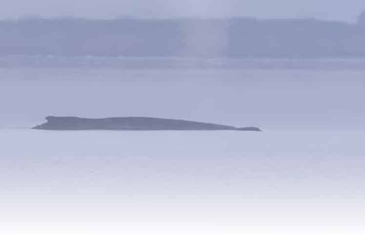 Seit 17 Tagen ist der Wal in der Bucht von Poel gestrandet. Nun soll ein weiterer Rettungsversuch erfolgen. Per KI für Leadersnet generiert