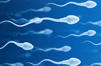 Durchbruch in der Reproduktionsmedizin? Start-up züchtet menschliche Spermien im Labor