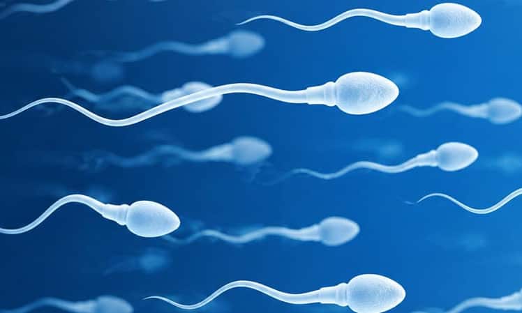 Durchbruch in der Reproduktionsmedizin? Start-up züchtet menschliche Spermien im Labor