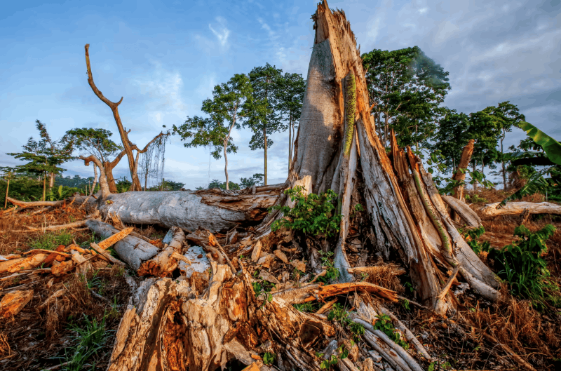 Abholzung und zerstörte Waldflächen zählen laut "Chocolate Scorecard“ weiterhin zu den größten Nachhaltigkeitsproblemen der internationalen Schokoladenindustrie. © Mighty Earth
