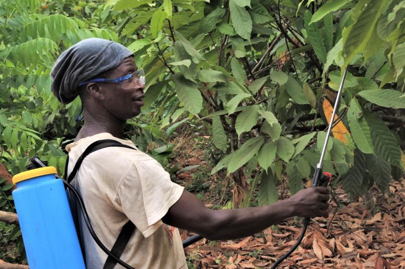 Der Einsatz von Pestiziden im Kakaoanbau bleibt laut der "Chocolate Scorecard“ eines der größten Nachhaltigkeitsprobleme der globalen Schokoladenindustrie. © Raymond Owusu Achiaw