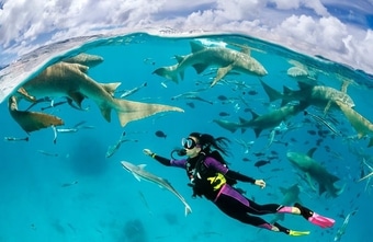 Ocean Discovery Week: Unterwasserfotograf Tobias Friedrich lädt ins Luxusresort