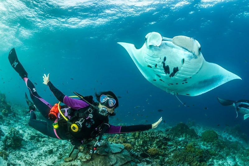 Die Ocean Discovery Week verspricht hautnahen Rochen-Kontakt (Bild: The Nautilus Maldives / Tobias Friedrich)