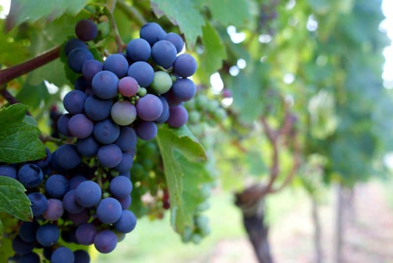 Neue Rebsorten sollen Weinregionen wie Bordeaux widerstandsfähiger gegen Hitze, Trockenheit und klimatische Extremereignisse machen. © Henri Guérin/Unsplash