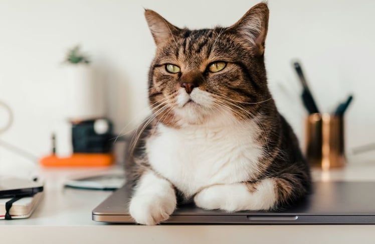 Katze im Homeoffice: Eine neue Studie zeigt, wie Haustiere das tägliche Wohlbefinden beeinflussen – und warum Katzen die Forschung besonders beschäftigen.