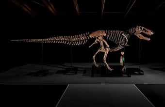 Tyrannosaurus Rex kommt bei Sotheby’s unter den Hammer