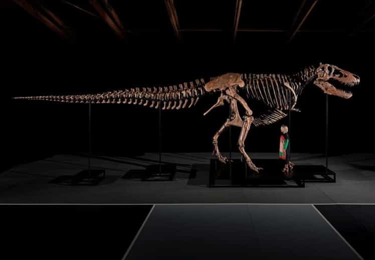 Tyrannosaurus Rex kommt bei Sotheby’s unter den Hammer