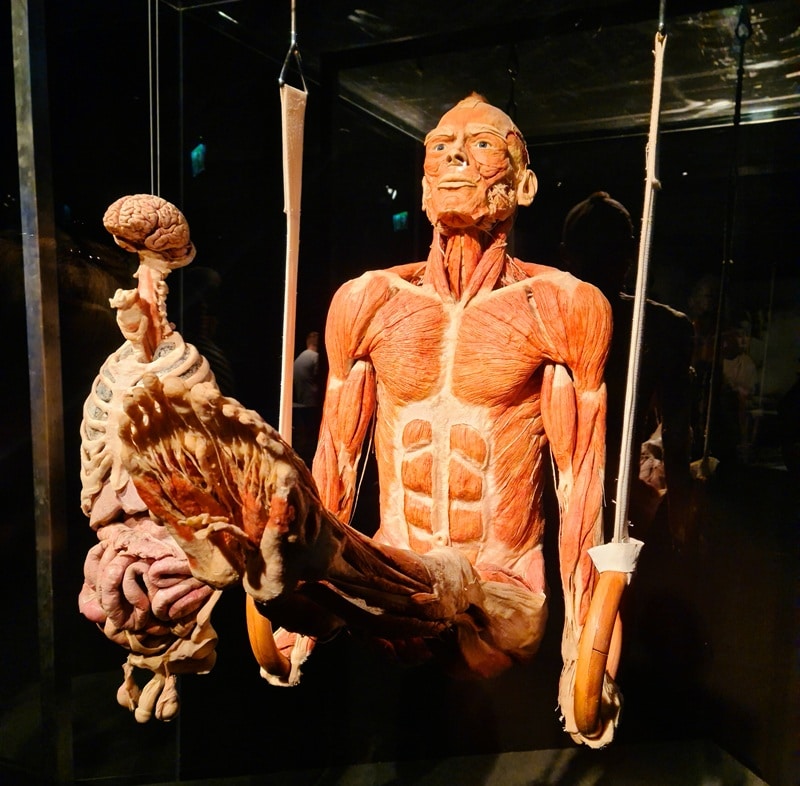 Turner als "Körperwelten"-Plastinat in Hannover (Bild: Leadersnet)