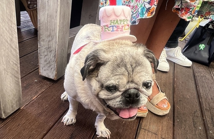 Willy, inzwischen stolze 13 Jahre alt