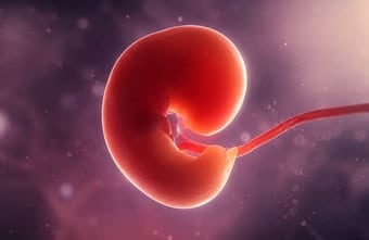 Künstliche Embryomodelle: Chinesischer Durchbruch könnte Medizin und Milliardenmarkt verändern