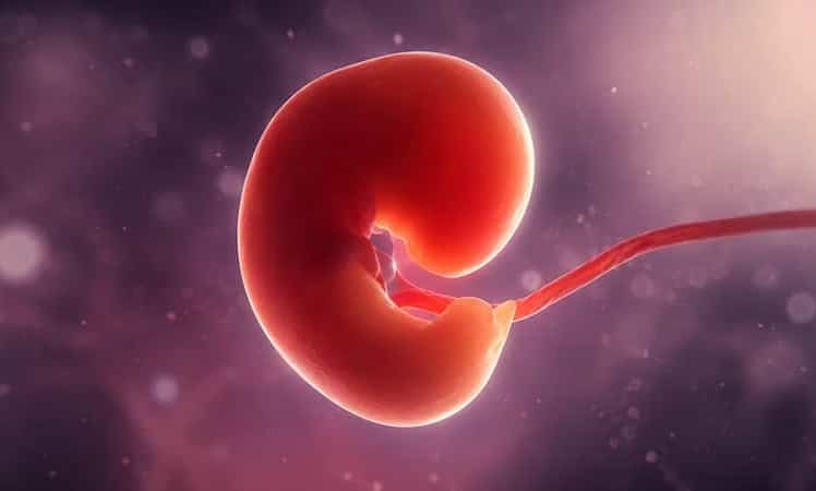 Die erstmals entwickelten künstlichen menschlichen Embryomodelle ahmen Vorläuferstrukturen von Gehirn, Leber, Lunge, Bauchspeicheldrüse sowie eine primitive Herzkammer mit spontanen Kontraktionen nach. Die Technologie könnte langfristig die Züchtung patienteneigener Gewebe und Organe ermöglichen. 