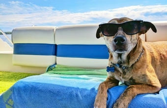 Hundekreuzfahrten: Leinen los für Vierbeiner
