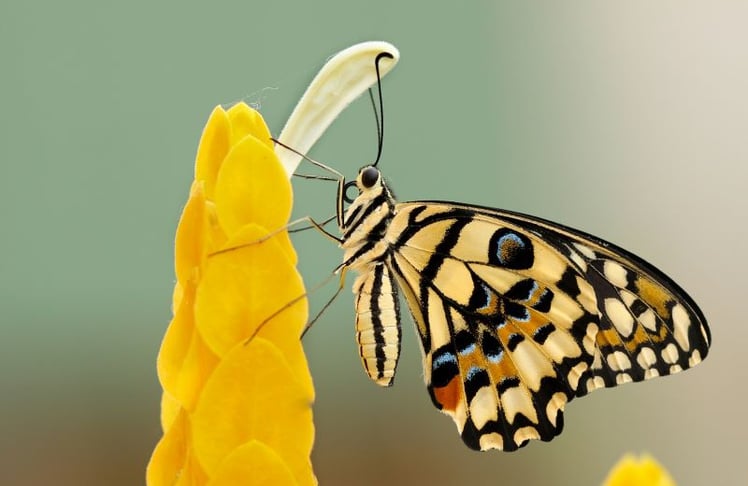 Der Schmetterling liefert mit seinem aufrollbaren Saugrüssel das Vorbild für einen neuen Roboterantrieb.
