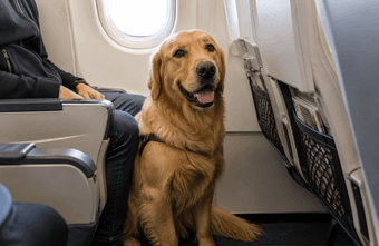 ITA lässt jetzt Hunde bis 30 Kilo mitfliegen