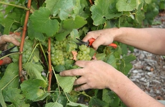 Champagner-Jahrgang 2026 darf teilweise bis zu 15 Prozent Alkohol haben